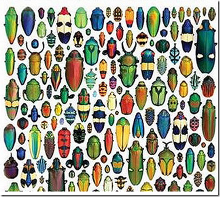 Christopher Marley Insect Art